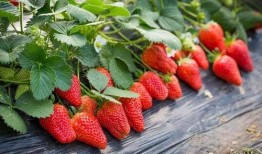 草莓农药爆料视频下载,农药残留问题引发关注